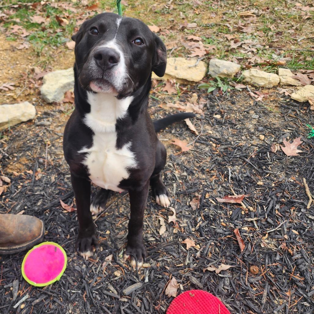 Enlarge Louie, a Adoptable mixed breed in Evensville, TN image 5/6