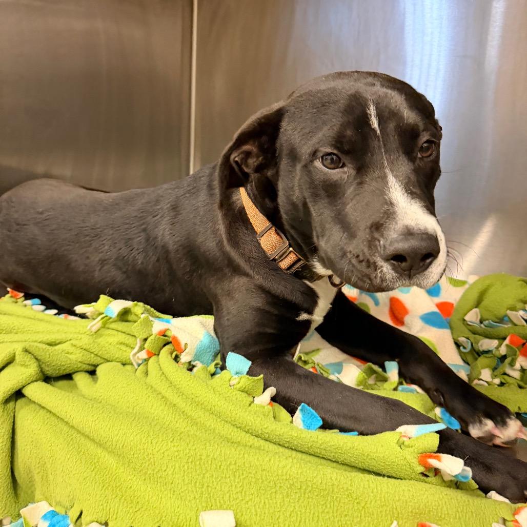 Louie, a Adoptable mixed breed in Evensville, TN image 4/4