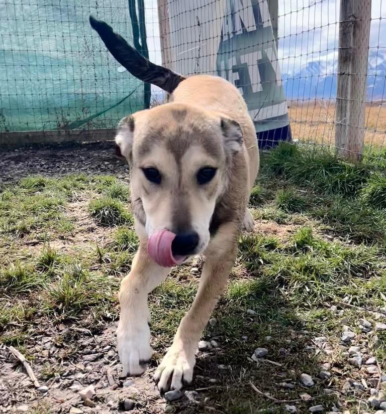 Enlarge Dougie, a Adoptable mixed breed in Logan, UT image 1/1