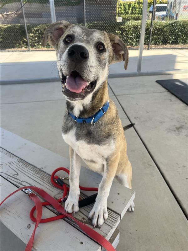 Nono, Adopted, Adult Female German Shepherd Dog.