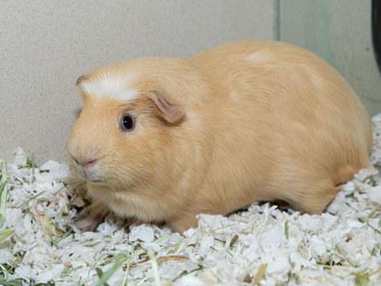 Cucumber, Adoptable, Young Male Guinea Pig & Guinea Pig.