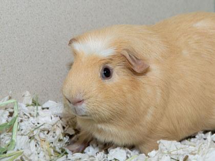 Enlarge Cucumber, a Adoptable mixed breed in Longmont, CO image 2/2