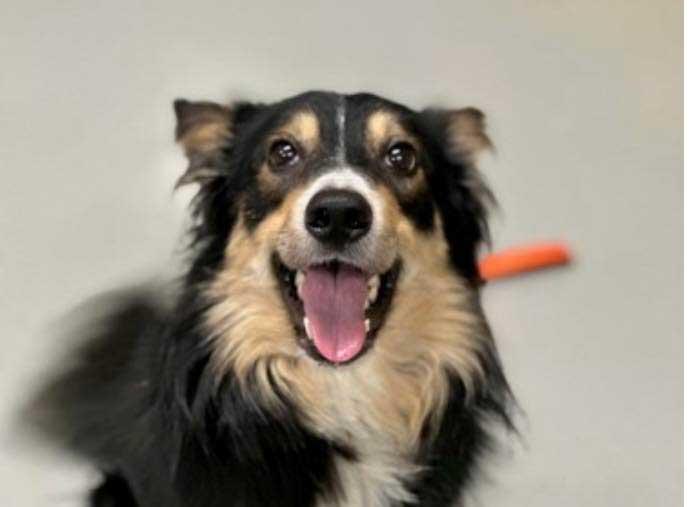 Robin, ADOPTABLE, Adult Male Border Collie.