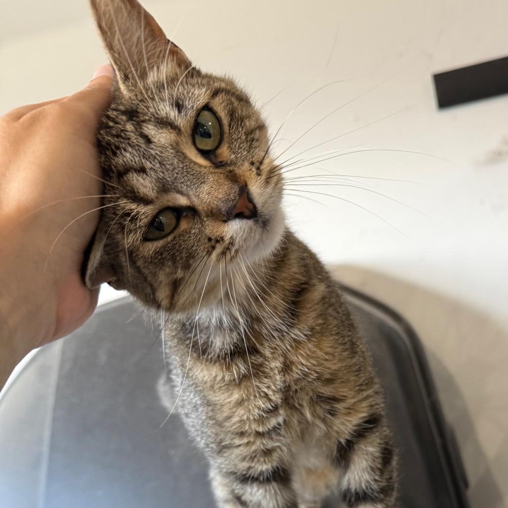 Olive, Young Female Domestic Short Hair
