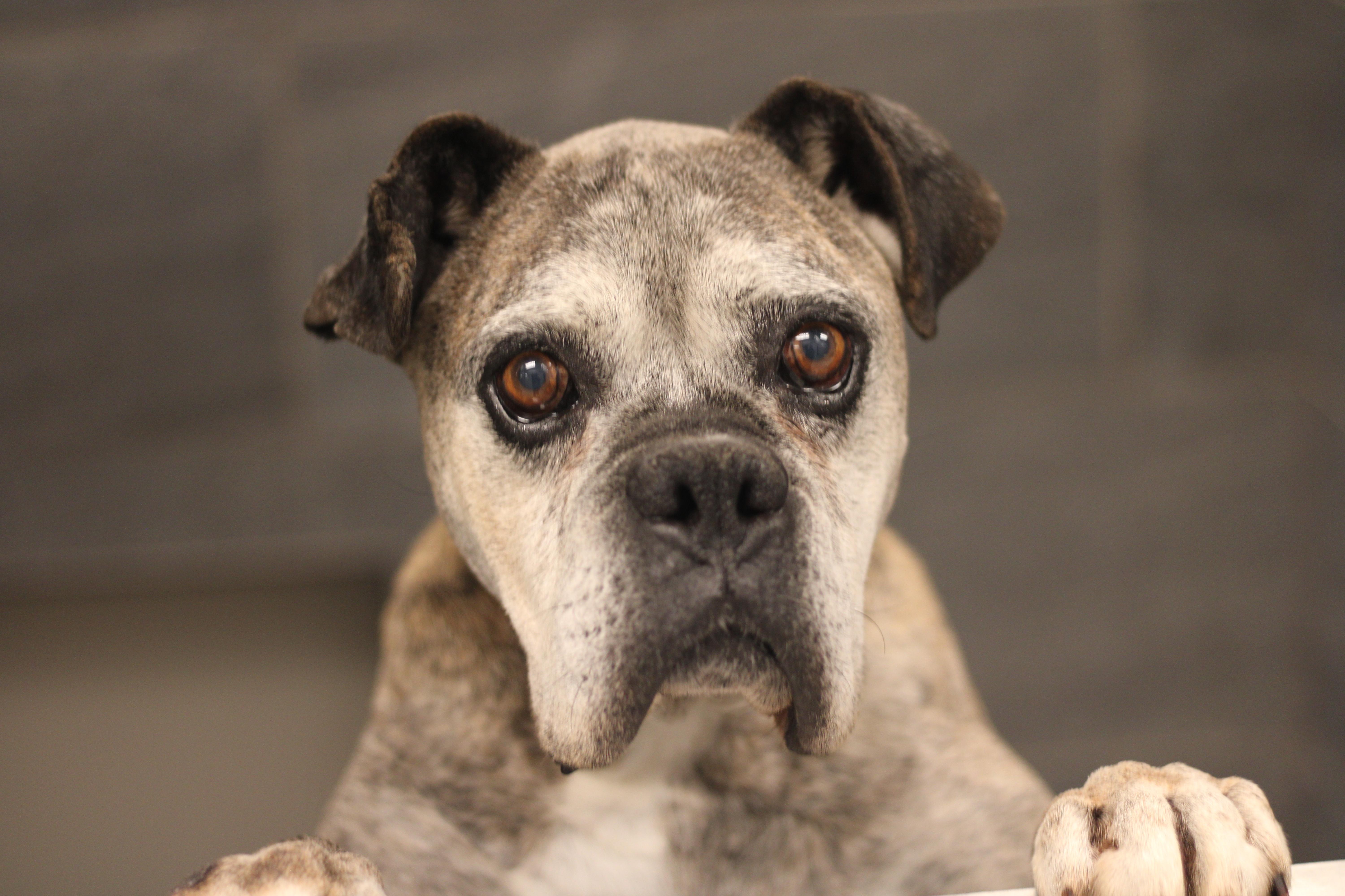 Lazer, ADOPTABLE, Senior Male Boxer.