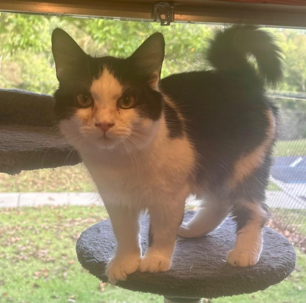 Erika, Adoptable, Young Female Domestic Short Hair.