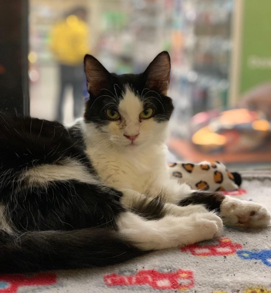 Enlarge Erika, a Adoptable mixed breed in Cumming, GA image 2/2