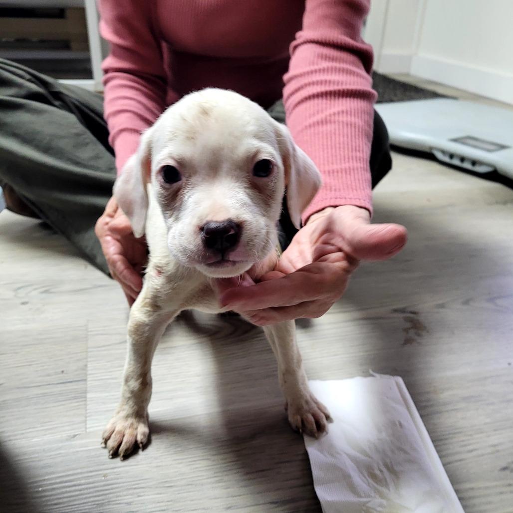 Savage (Purple), Adoptable, Puppy Male Mixed Breed.