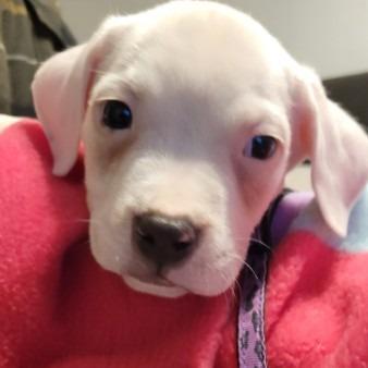 Enlarge Savage (Purple), a Adoptable Mixed Breed in Allyn, WA image 2/2