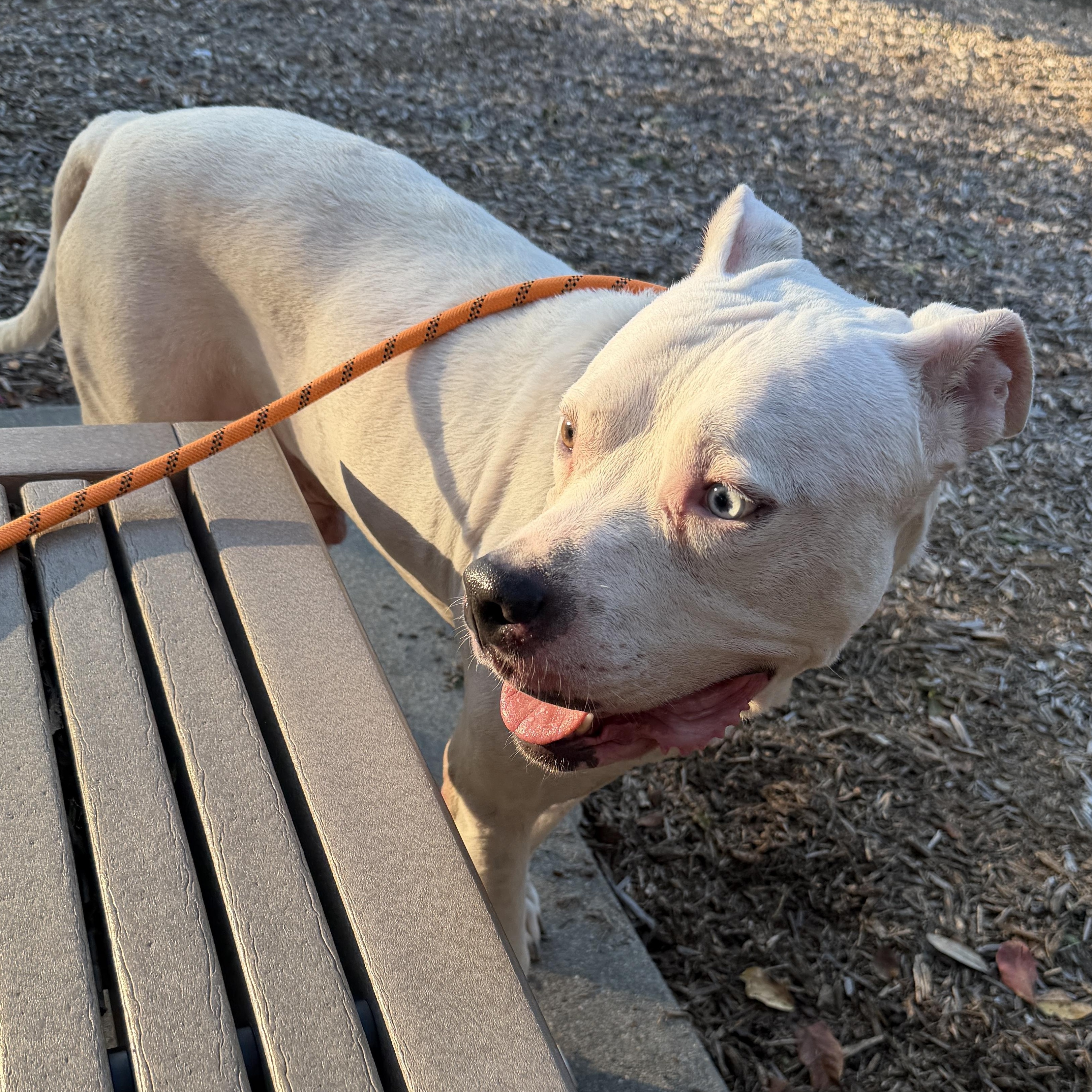 Olaf — thumbnail 2