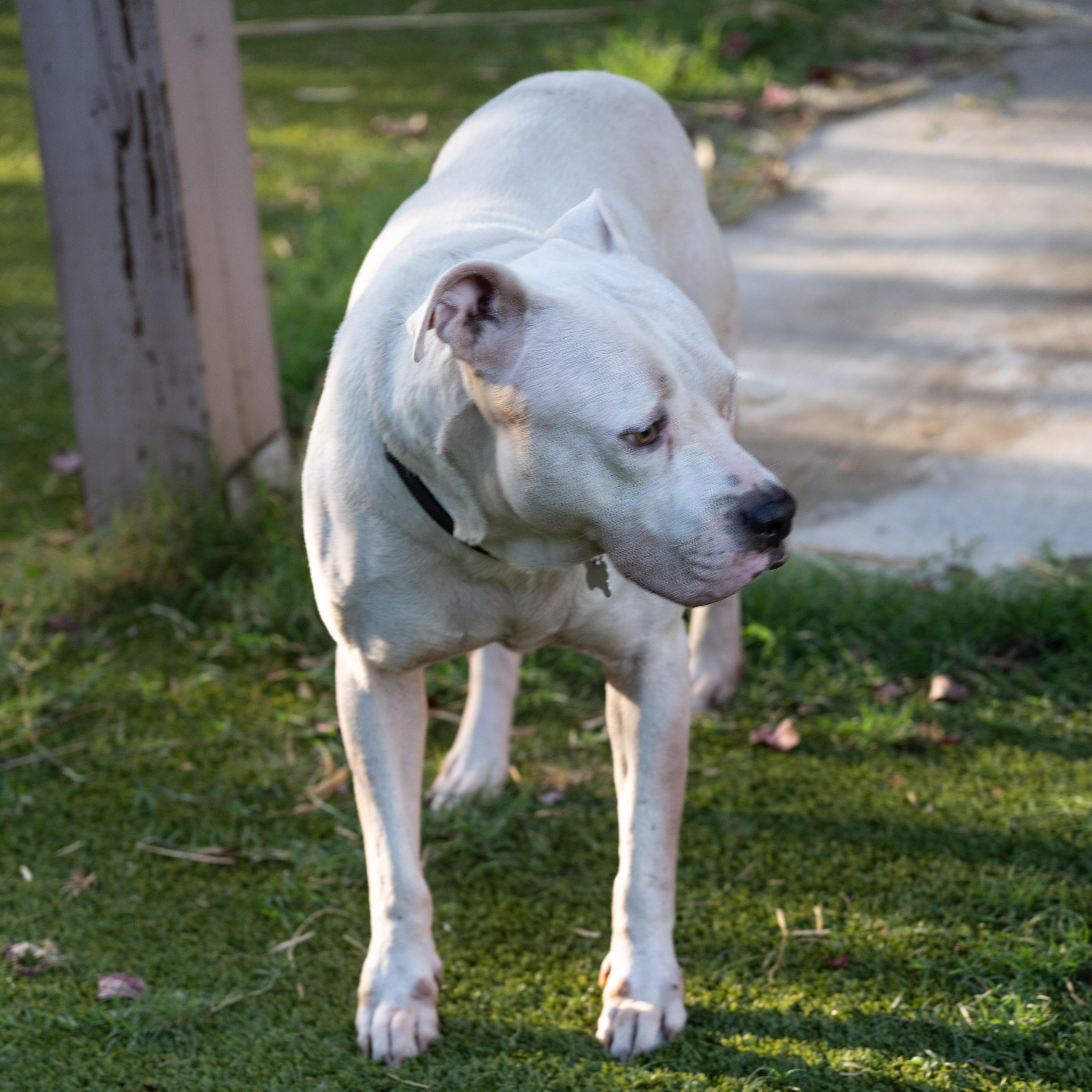 Olaf — thumbnail 3