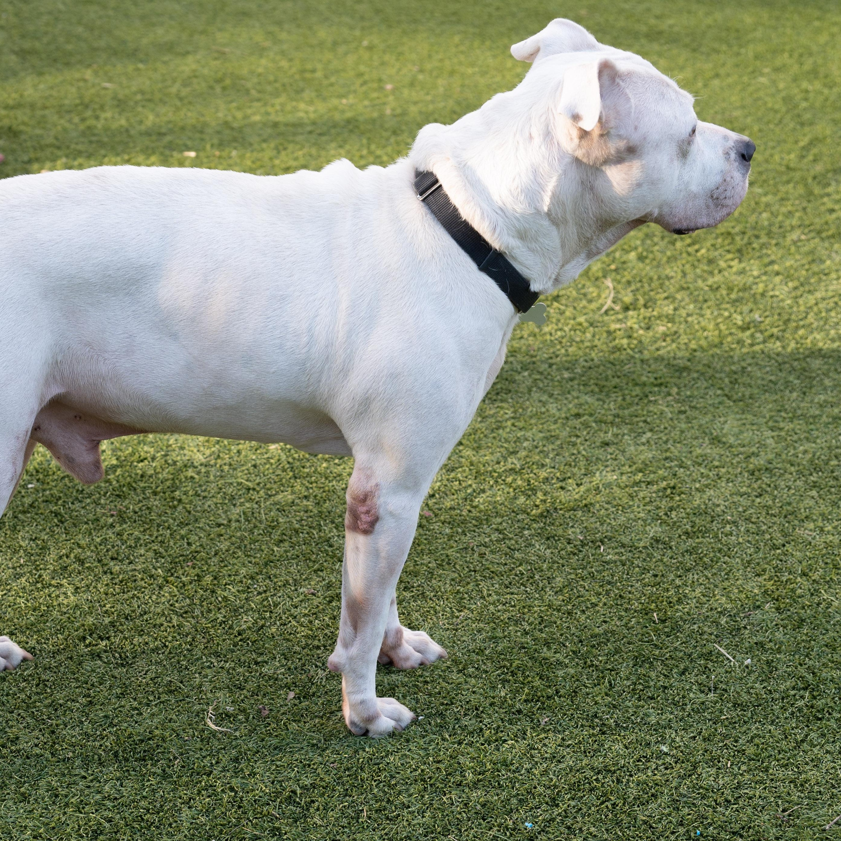 Olaf — thumbnail 6