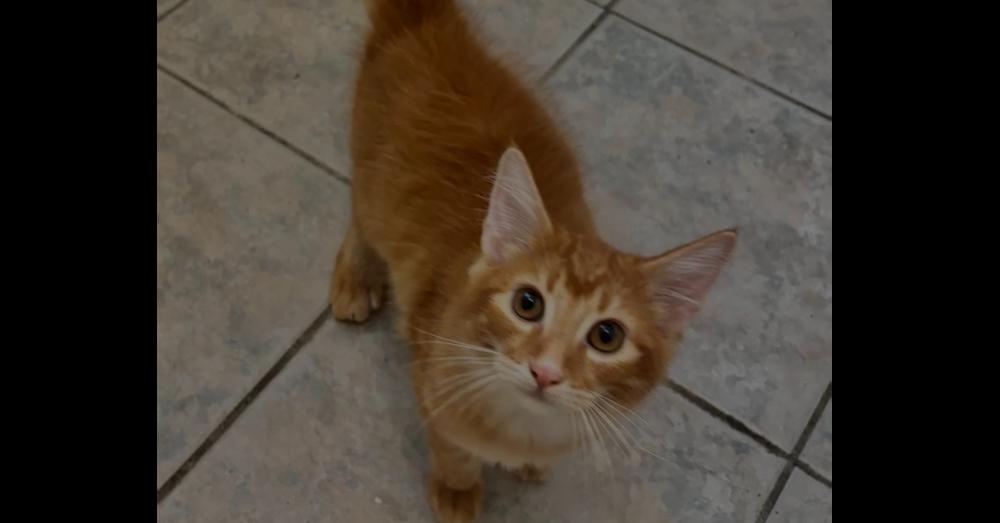 Ariel, Adoptable, Kitten Female Domestic Short Hair.