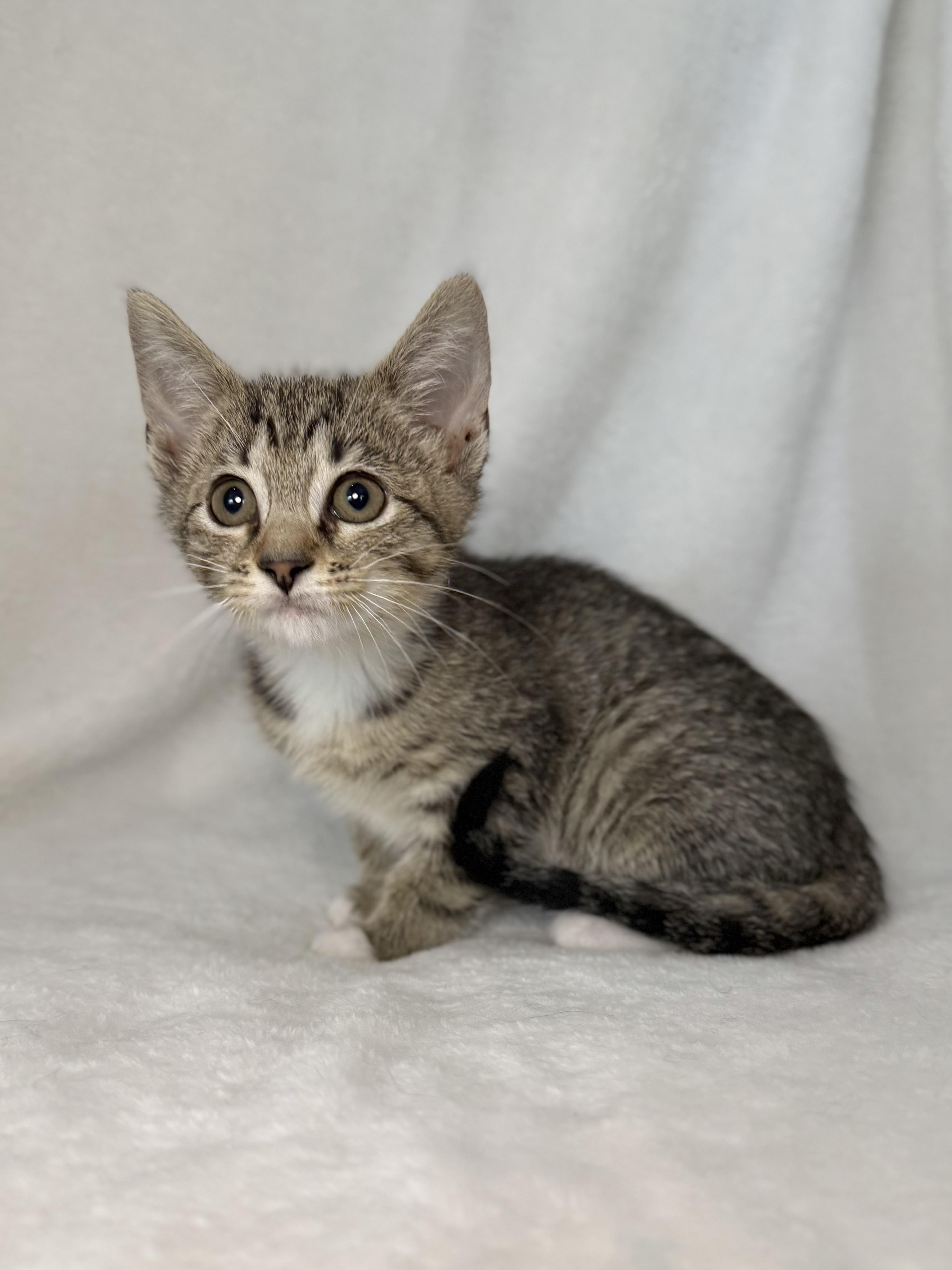 Enlarge Pookie Noodlin, a Adoptable mixed breed in Greensboro, NC image 1/3