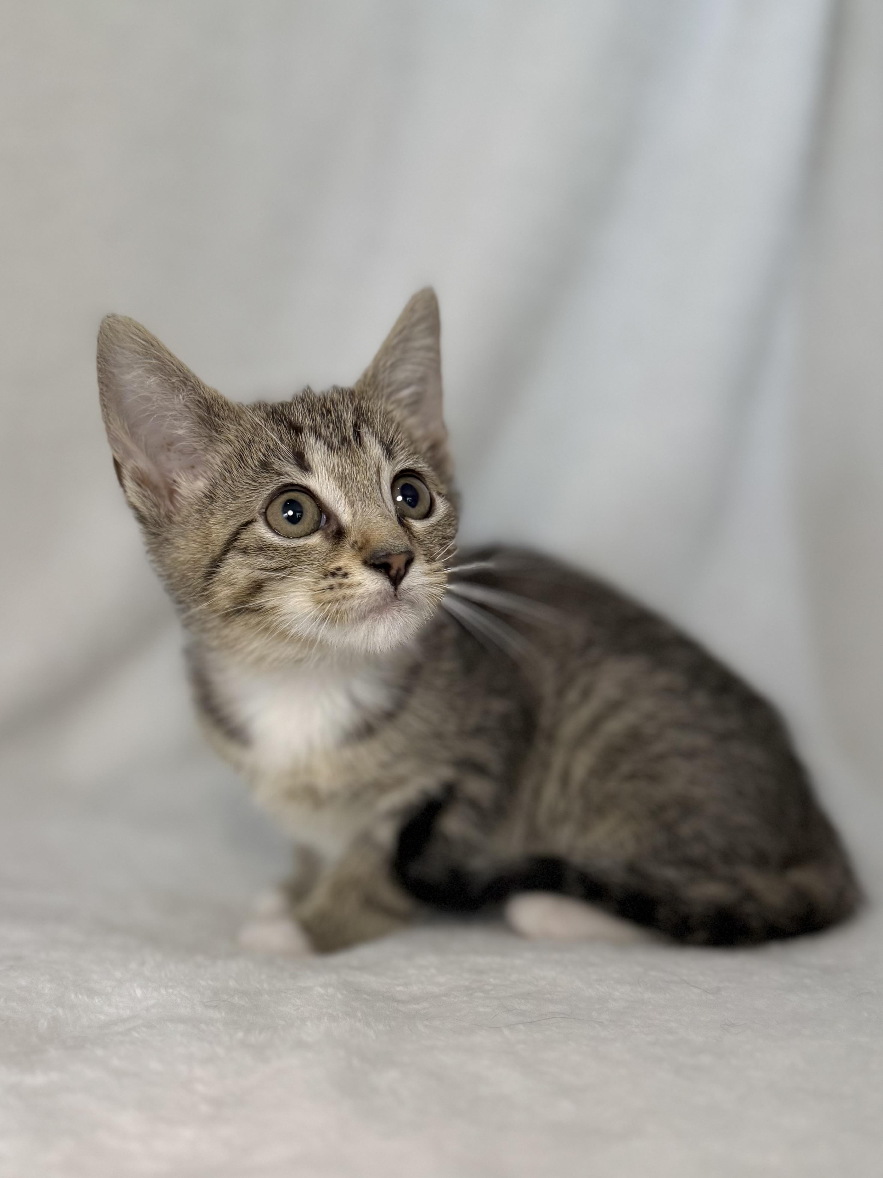 Enlarge Pookie Noodlin, a Adoptable mixed breed in Greensboro, NC image 2/3