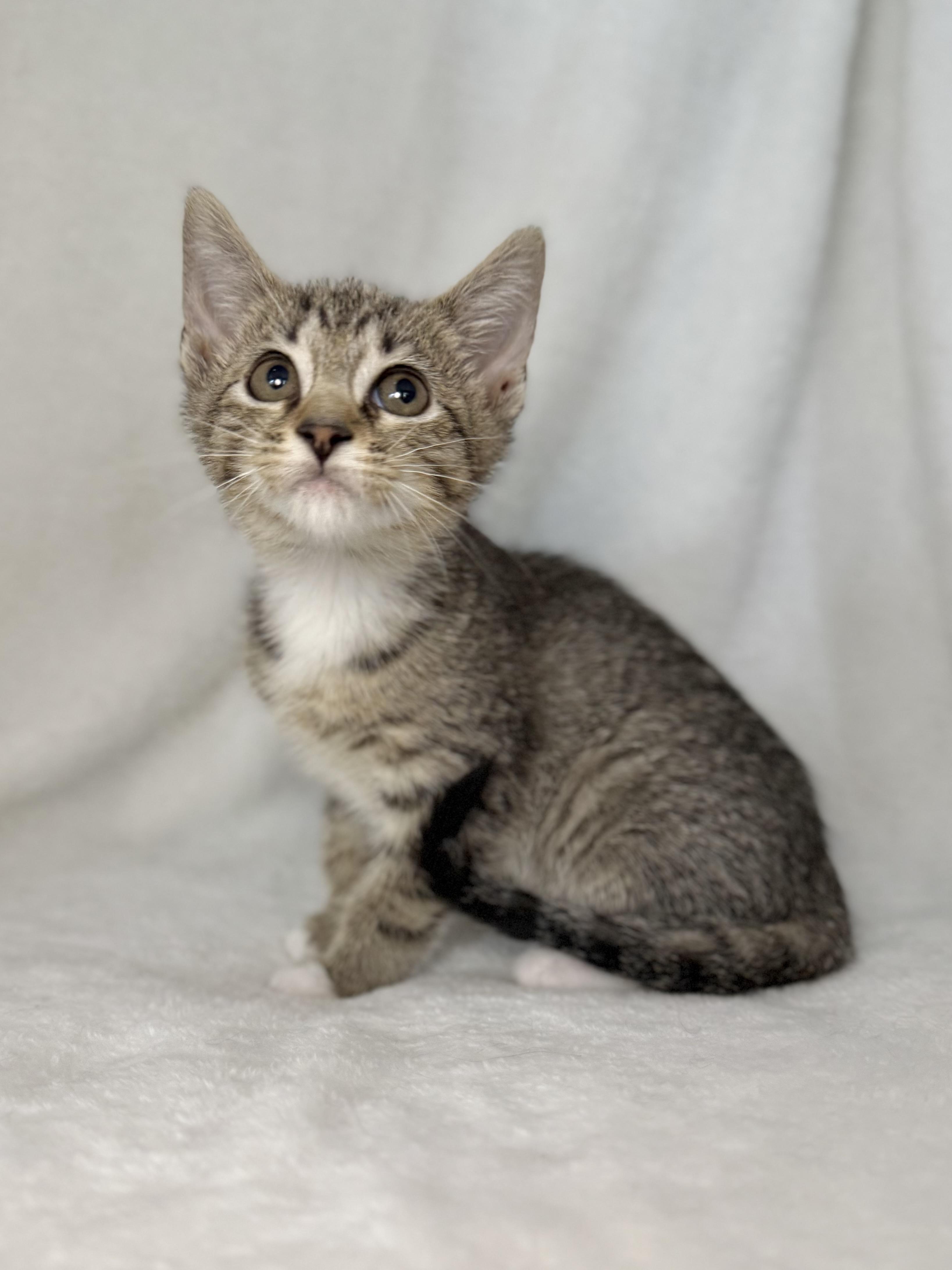 Enlarge Pookie Noodlin, a Adoptable mixed breed in Greensboro, NC image 3/3