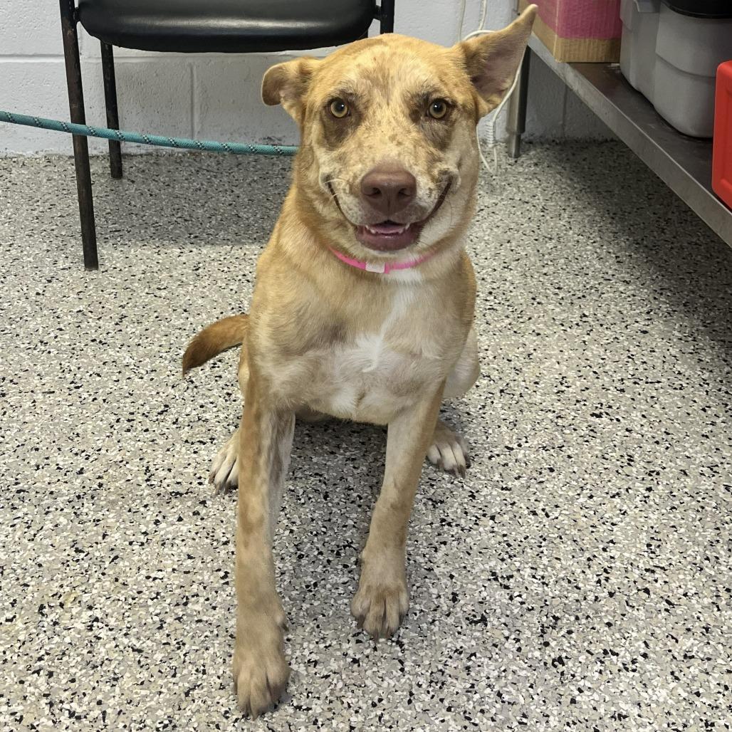 Enlarge Honey, a Adoptable mixed breed in Hattiesburg, MS image 1/1