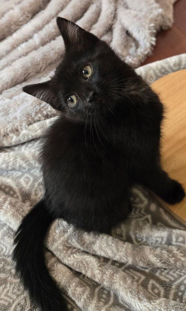 Teletubbies:  Dipsy, Adoptable, Kitten Female Domestic Short Hair.