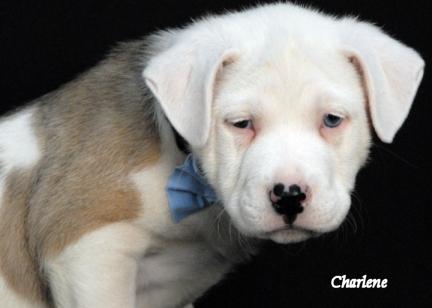 Bubba, an adoptable mixed breed in Newland, NC image 3/4