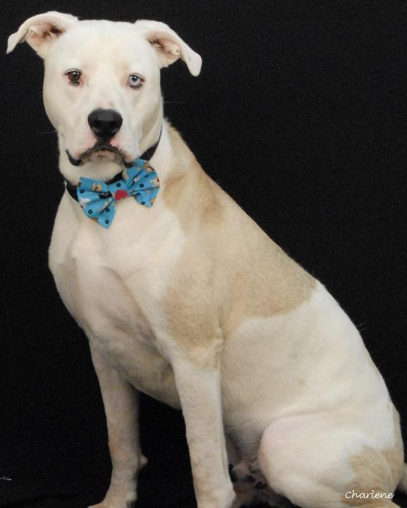 Bubba, an adoptable mixed breed in Newland, NC image 1/4