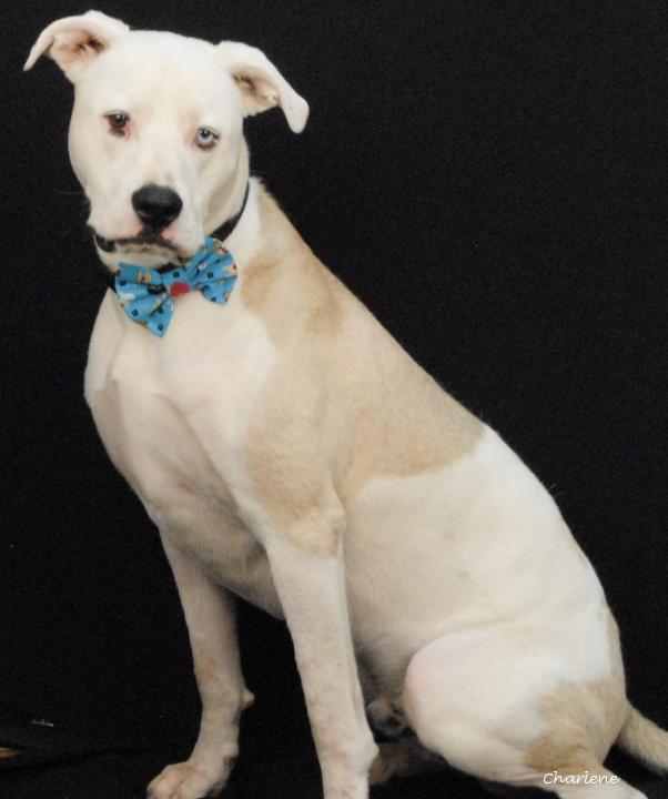 Bubba, an adoptable mixed breed in Newland, NC image 2/4