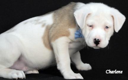 Bubba, an adoptable mixed breed in Newland, NC image 4/4