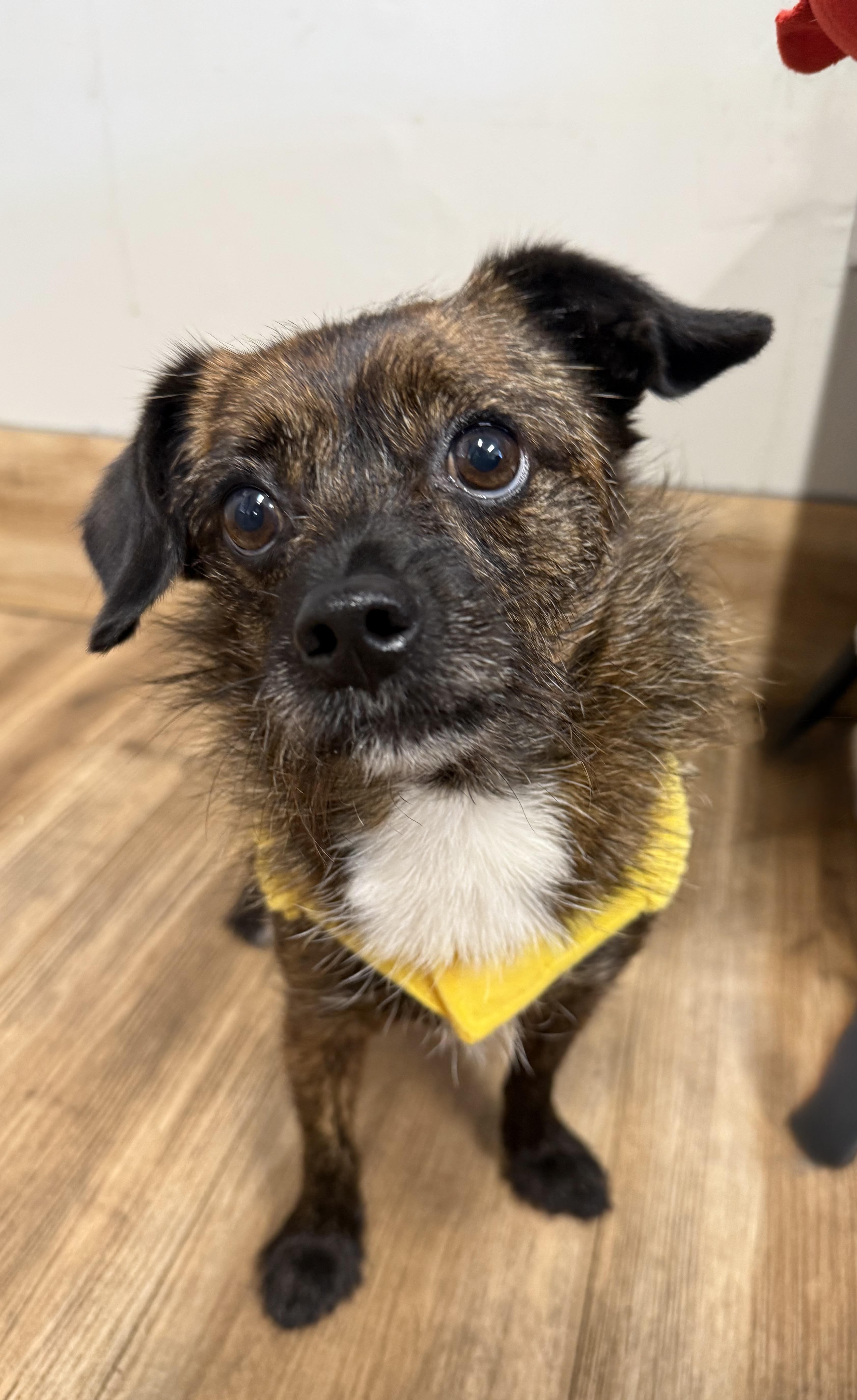 Enlarge Bones, a Adoptable mixed breed in Catlett, VA image 1/6