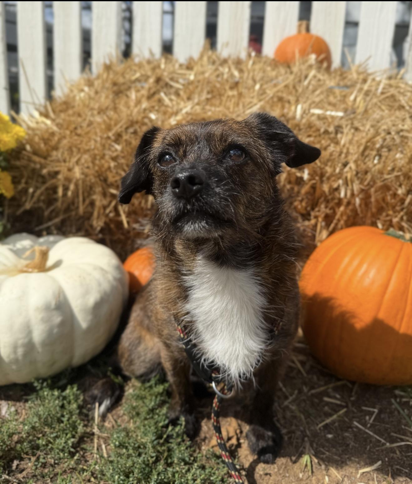 Enlarge Bones, a Adoptable mixed breed in Catlett, VA image 4/6