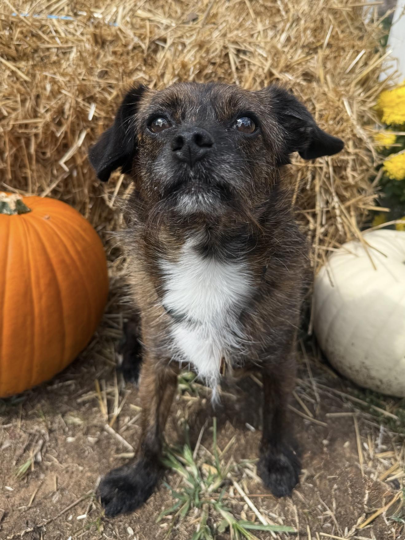 Enlarge Bones, a Adoptable mixed breed in Catlett, VA image 5/6