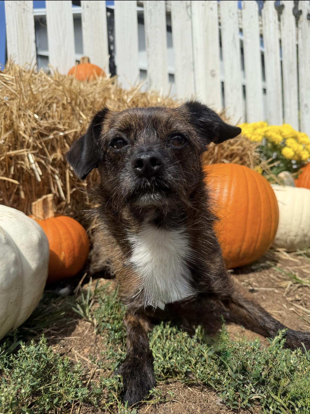 Enlarge Bones, a Adoptable mixed breed in Catlett, VA image 6/6