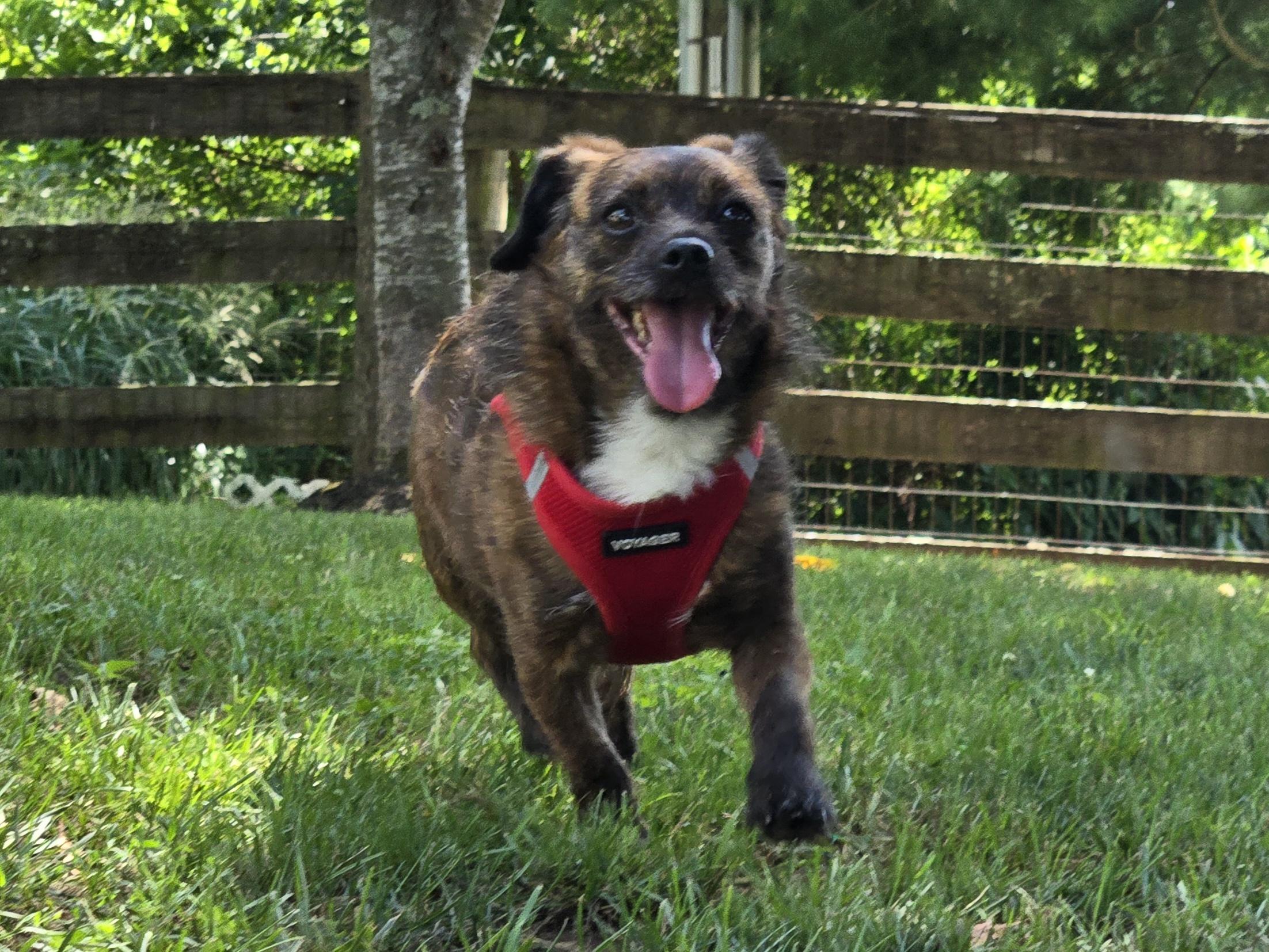 Bones, Adoptable, Adult Male Chihuahua.