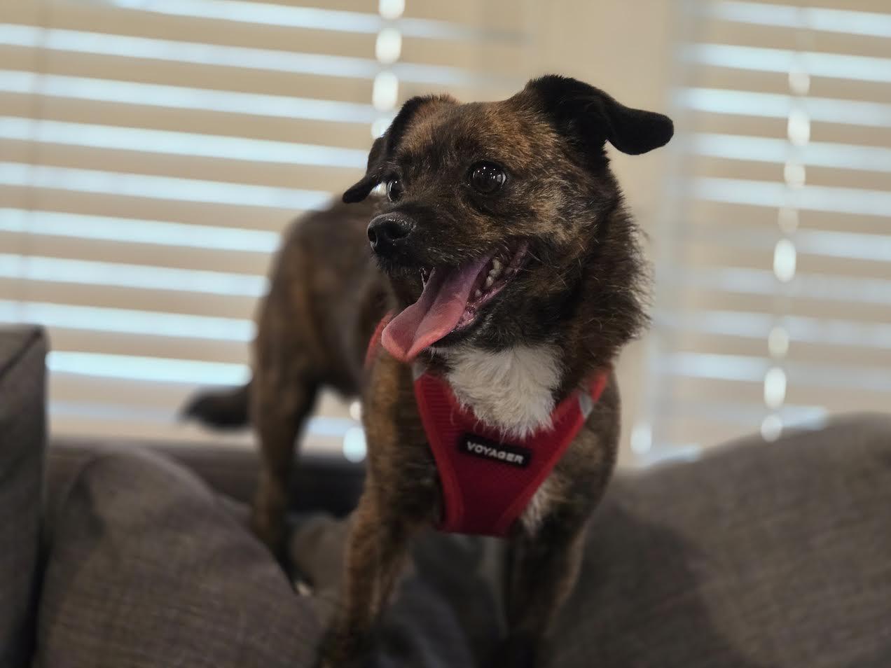 Enlarge Bones, a Adoptable mixed breed in Catlett, VA image 3/6