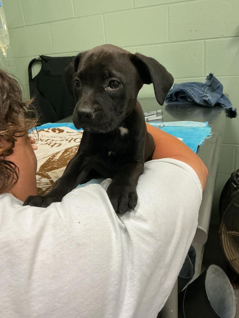 Enlarge Heaven, a Adoptable mixed breed in Dyersburg, TN image 1/1