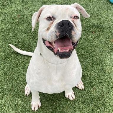Lenny, Adoptable, Adult Male Boxer.