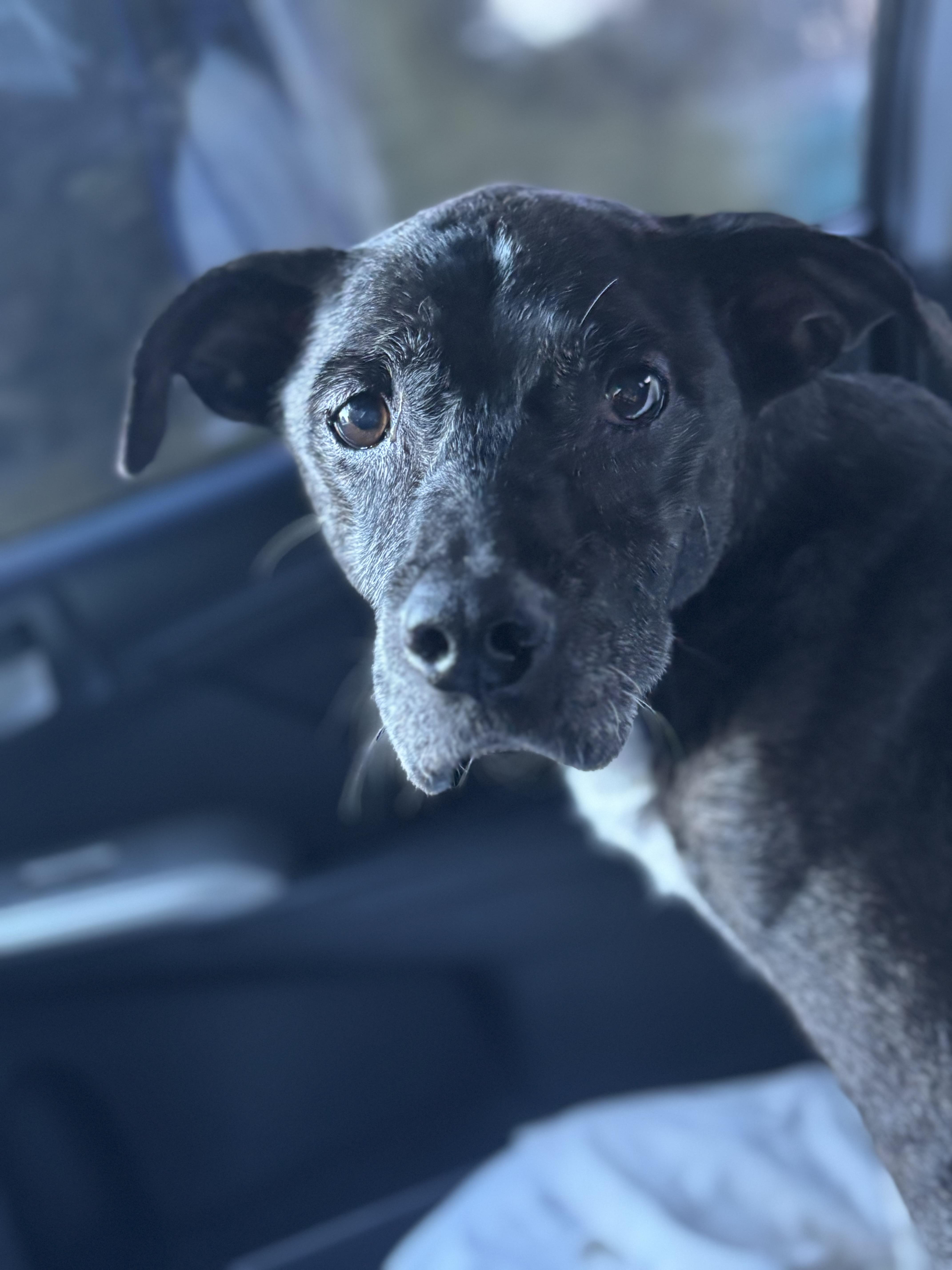 Enlarge Blanche, a Adoptable mixed breed in Baton Rouge, LA image 1/6