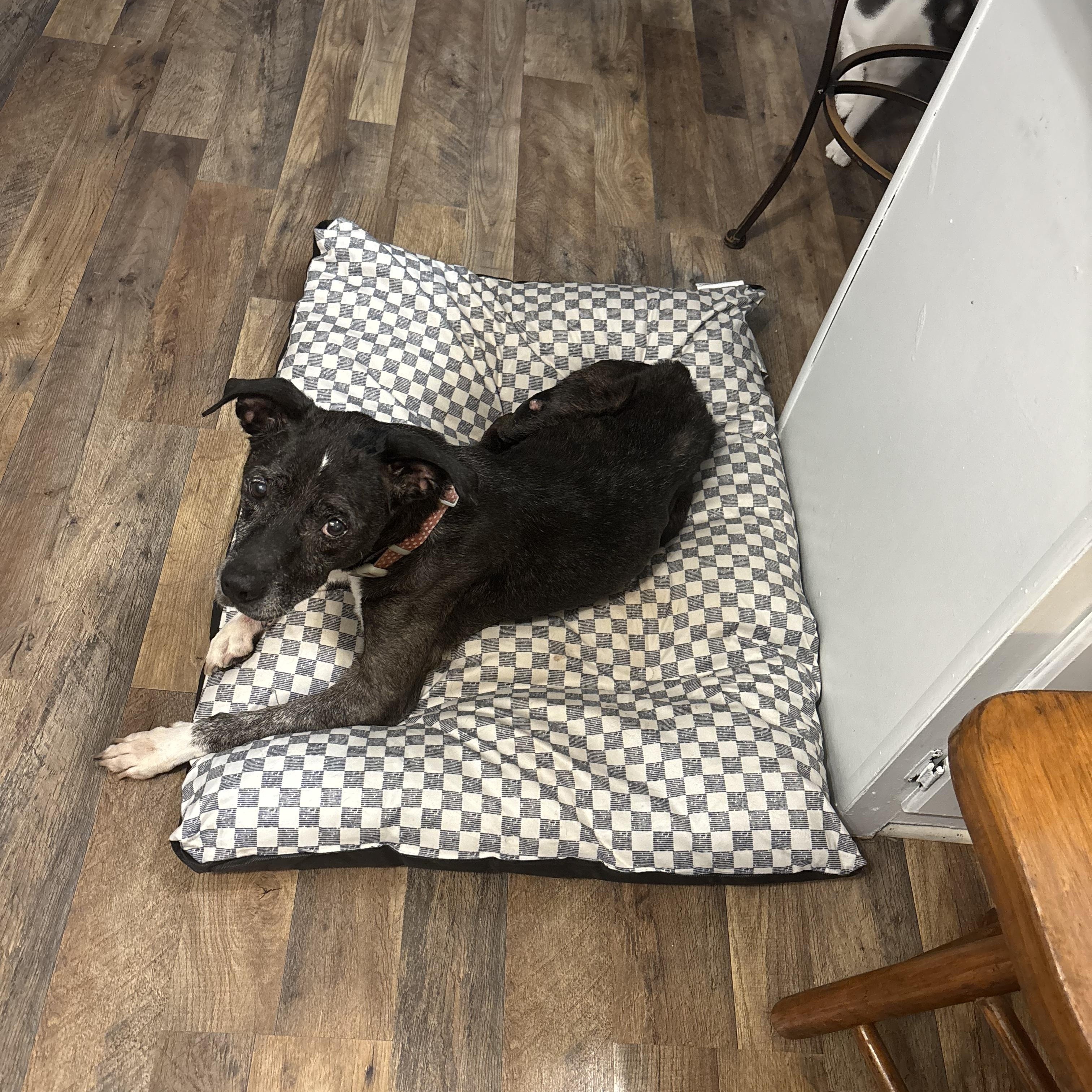 Enlarge Blanche, a Adoptable mixed breed in Baton Rouge, LA image 6/6