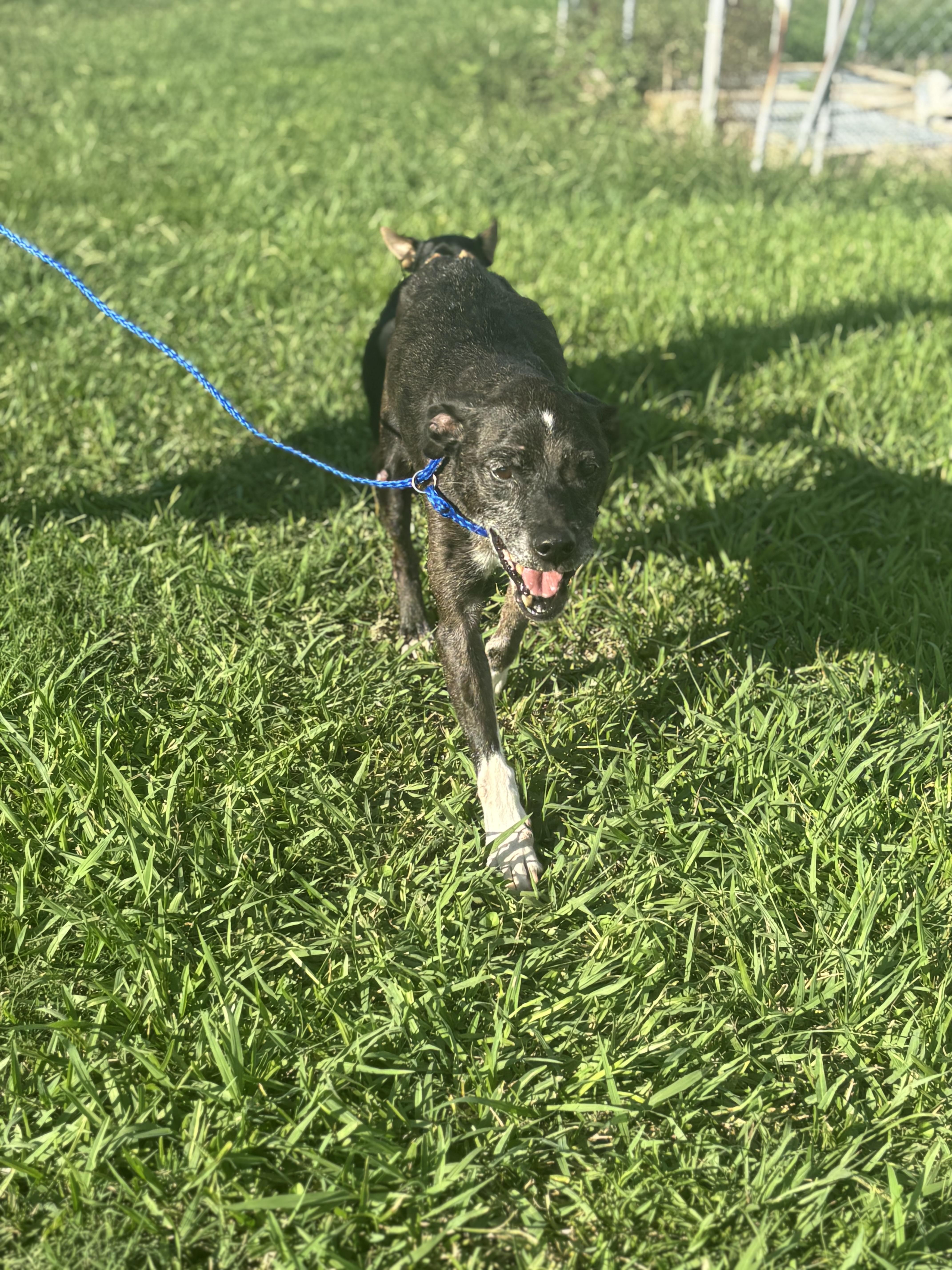 Enlarge Blanche, a Adoptable mixed breed in Baton Rouge, LA image 2/6