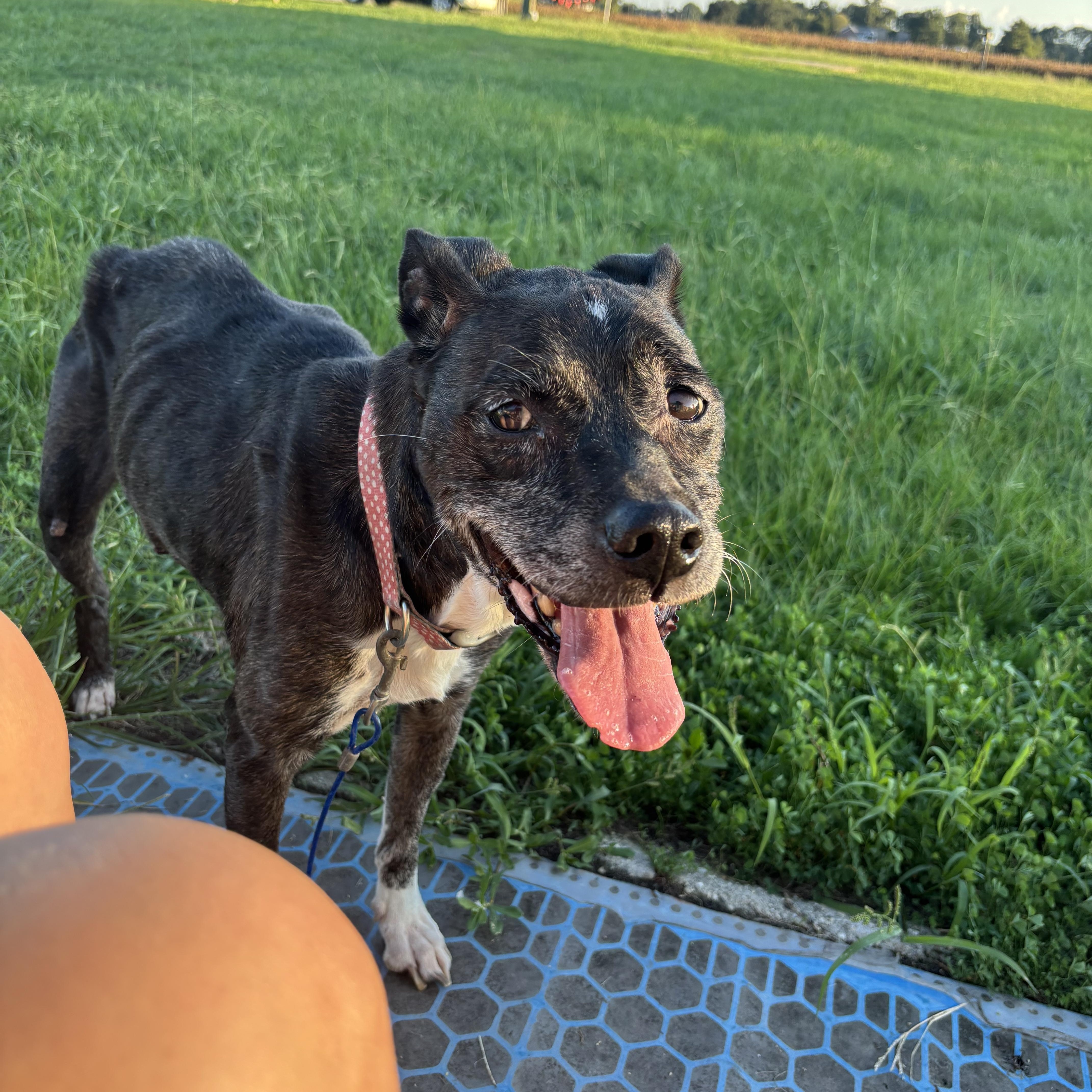Enlarge Blanche, a Adoptable mixed breed in Baton Rouge, LA image 4/6