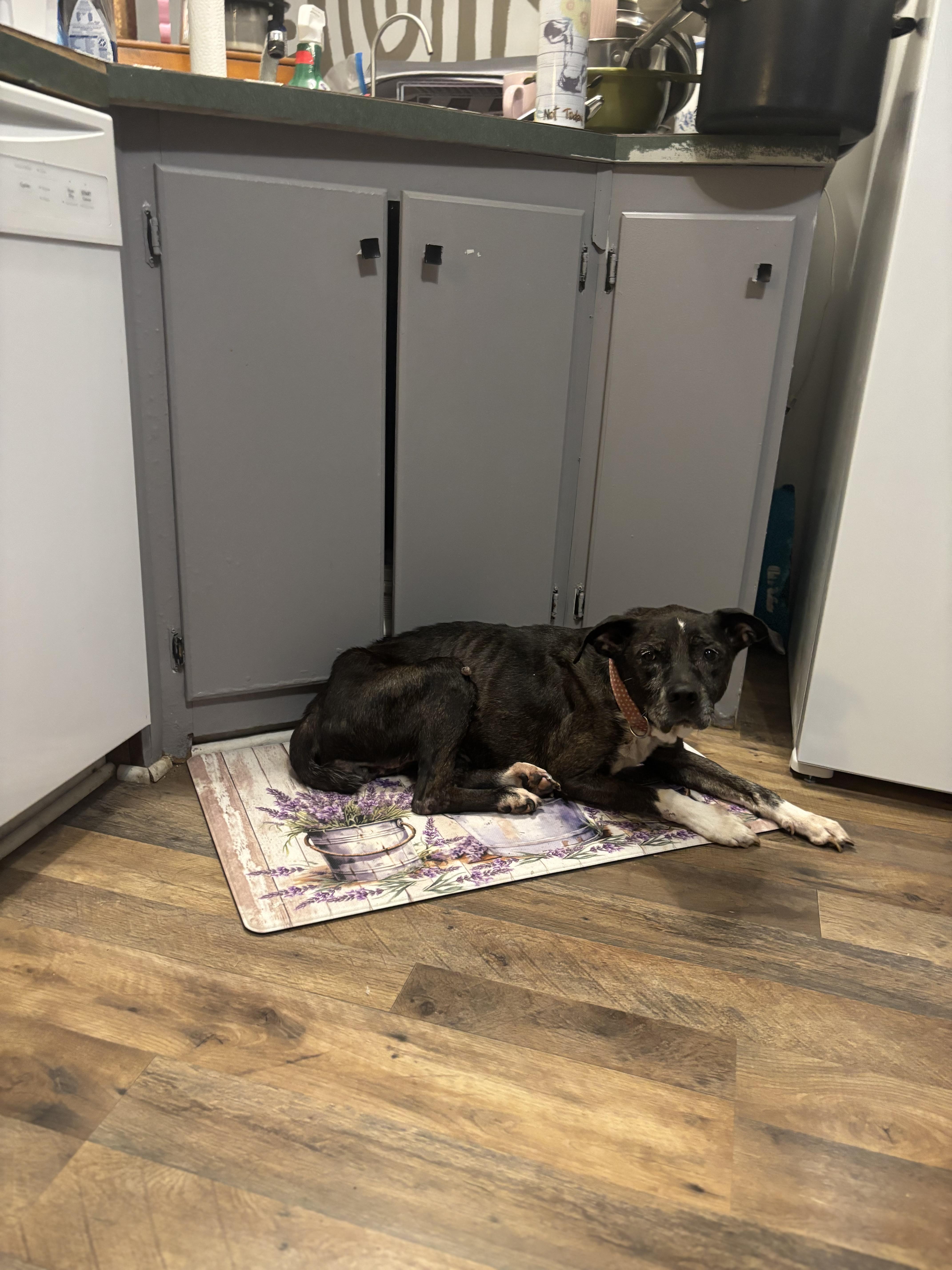 Enlarge Blanche, a Adoptable mixed breed in Baton Rouge, LA image 5/6