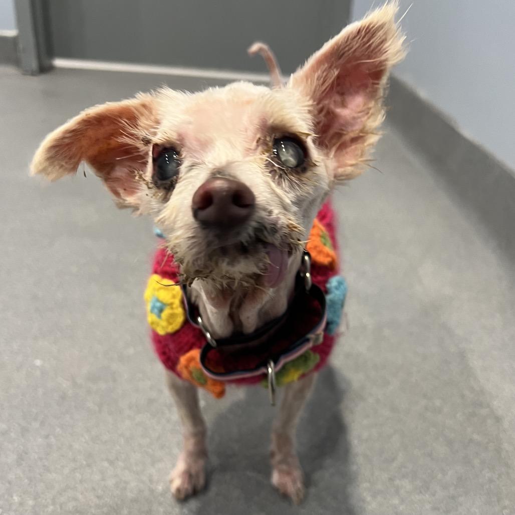 Pumpkin, Adoptable, Senior Female Mixed Breed.
