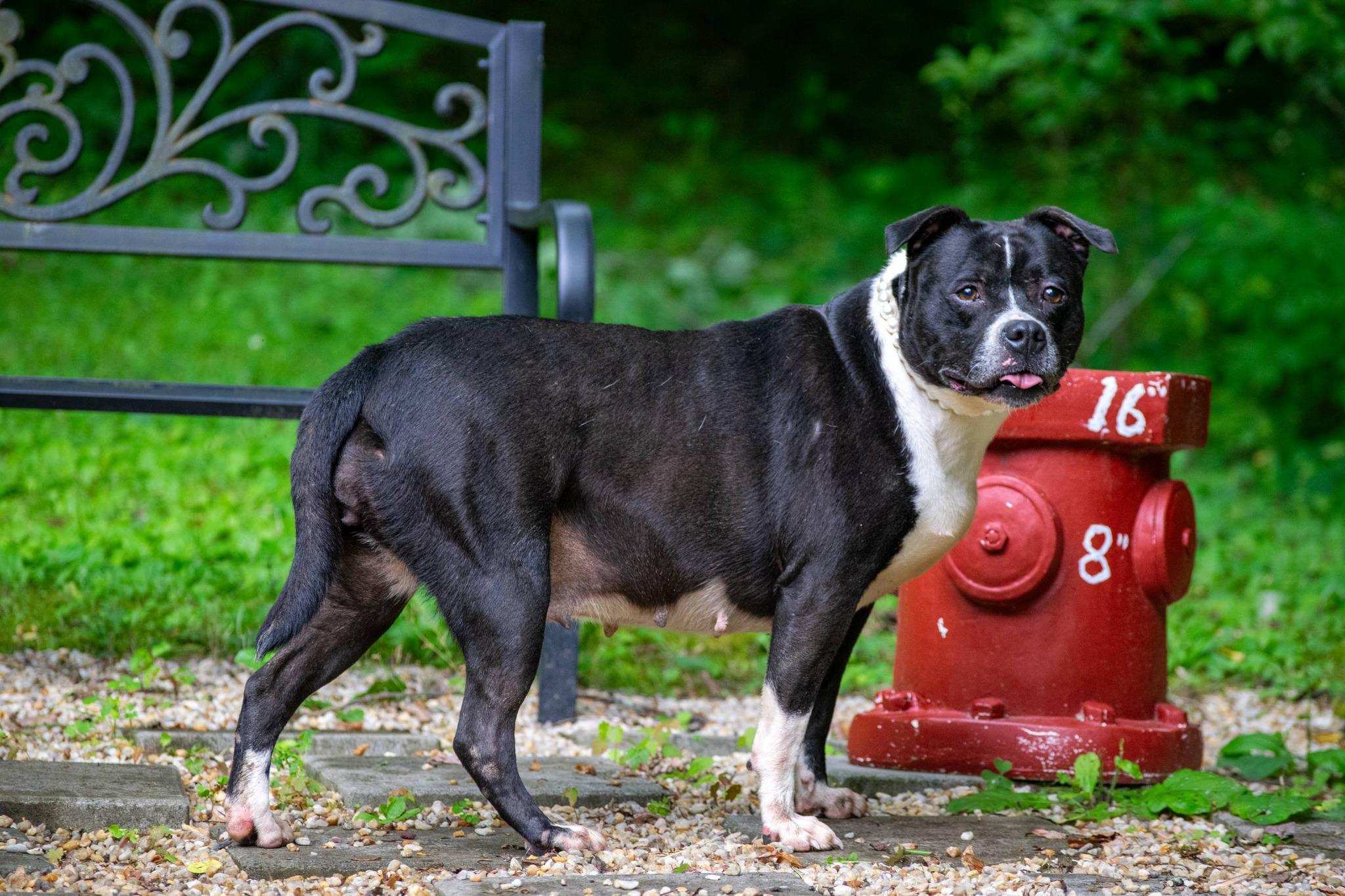 Butterball, a ADOPTABLE mixed breed in Sevierville, TN image 2/4