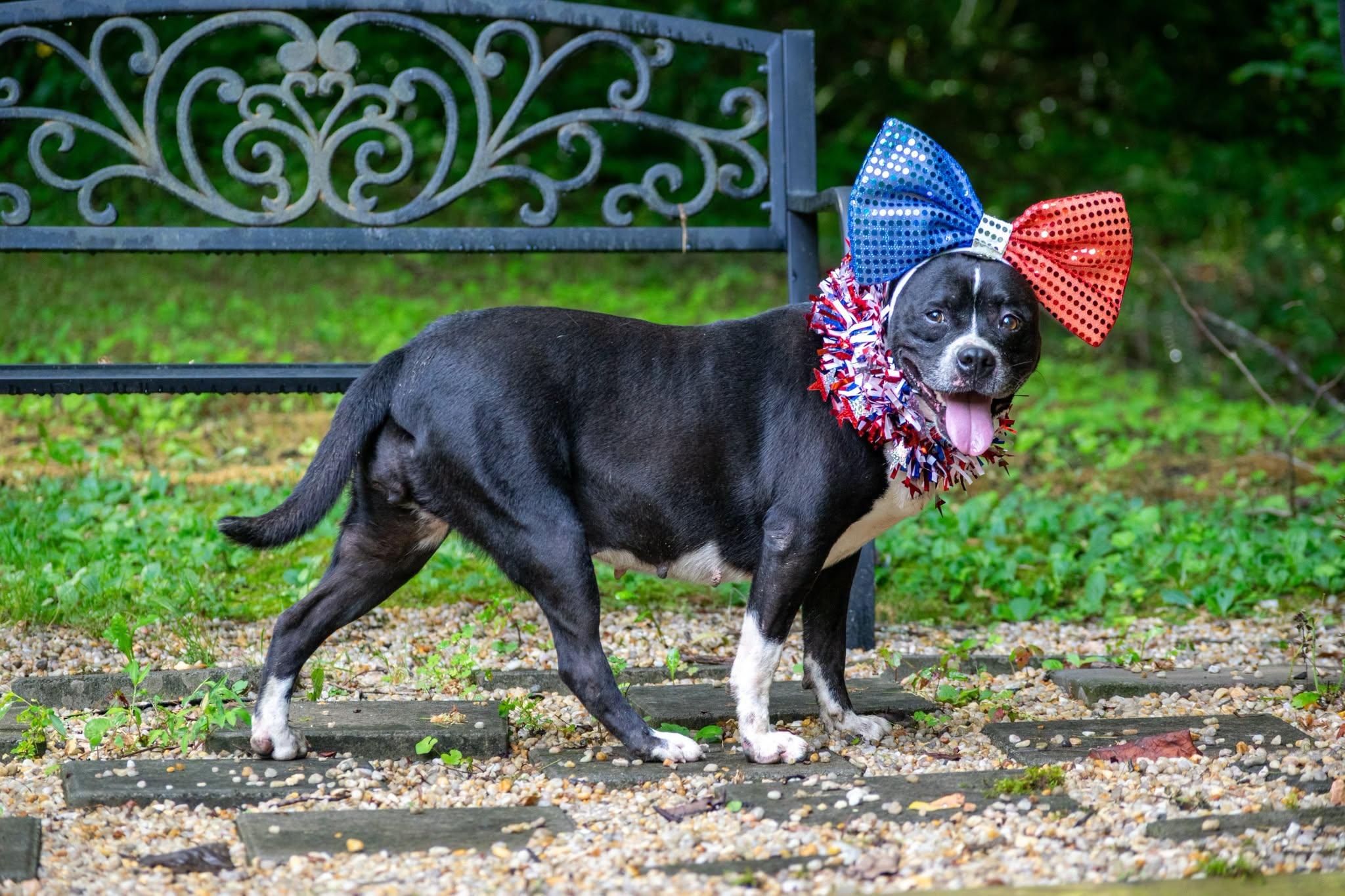 Butterball, a ADOPTABLE mixed breed in Sevierville, TN image 3/4