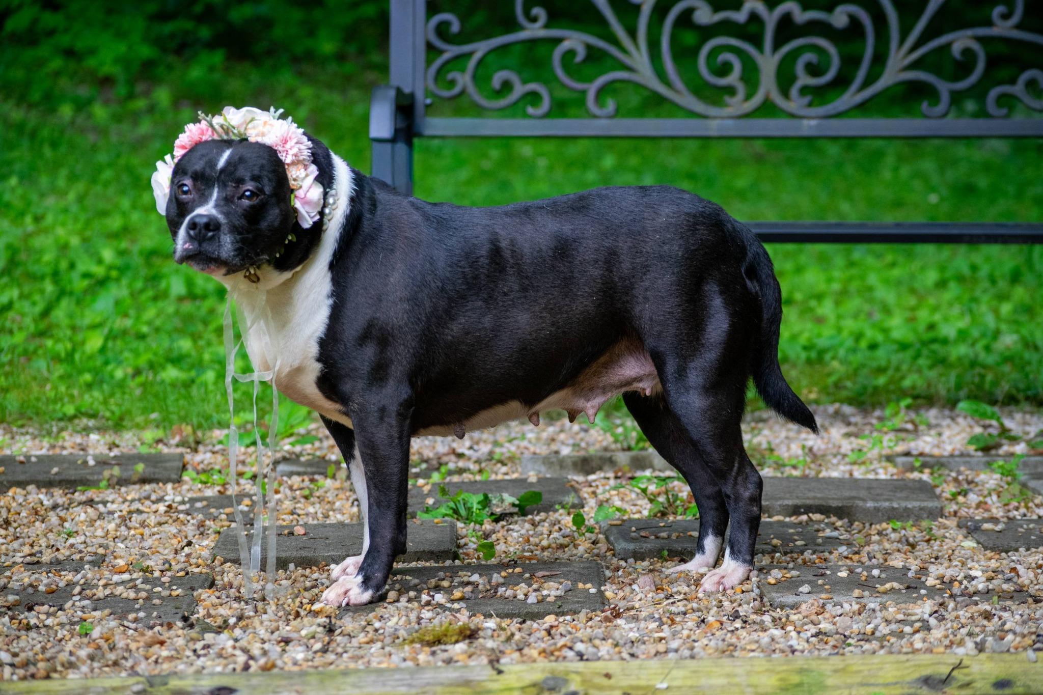 Butterball, a ADOPTABLE mixed breed in Sevierville, TN image 4/4