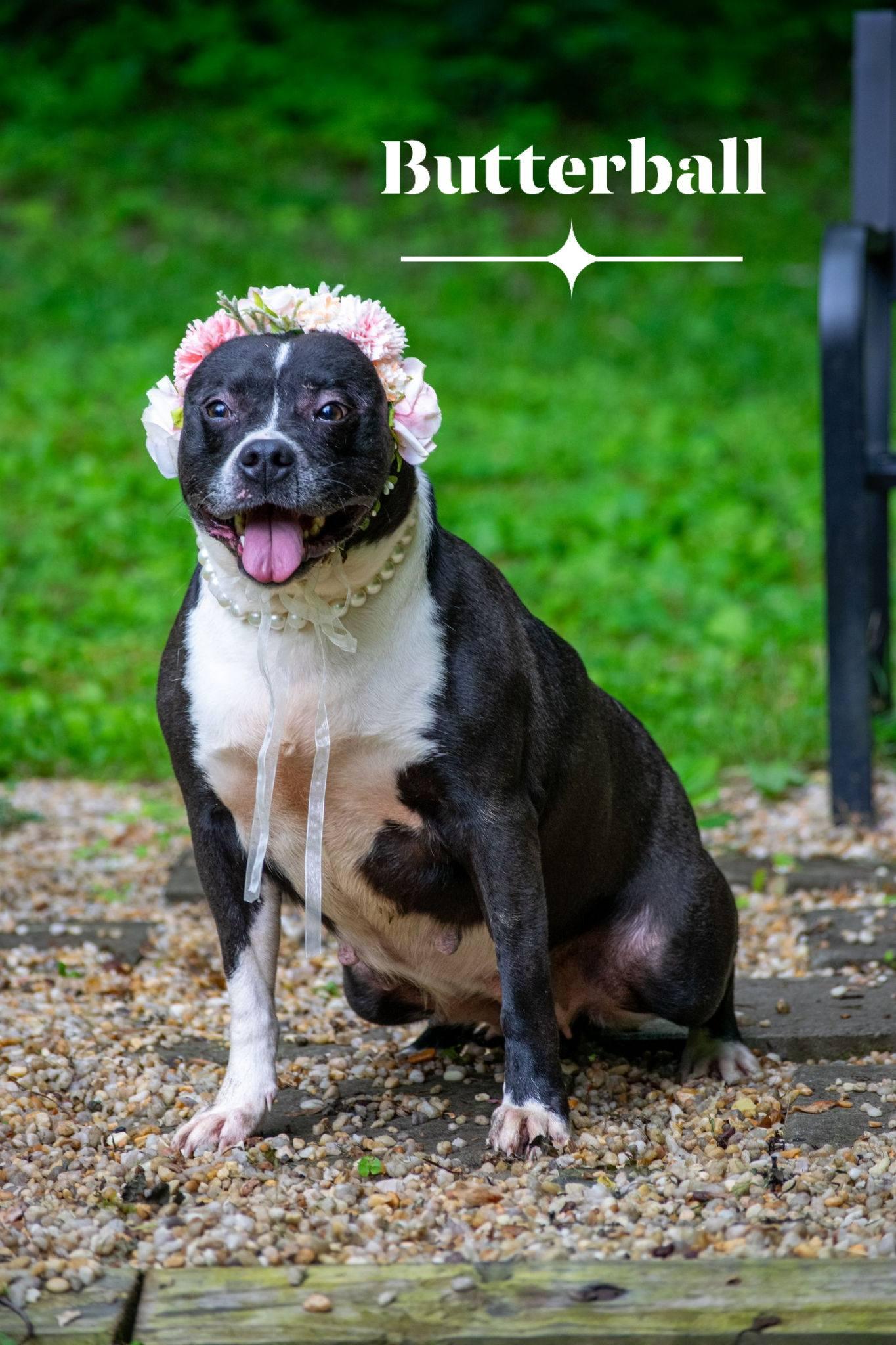 Butterball, ADOPTABLE, Adult Female Pit Bull Terrier & Terrier.