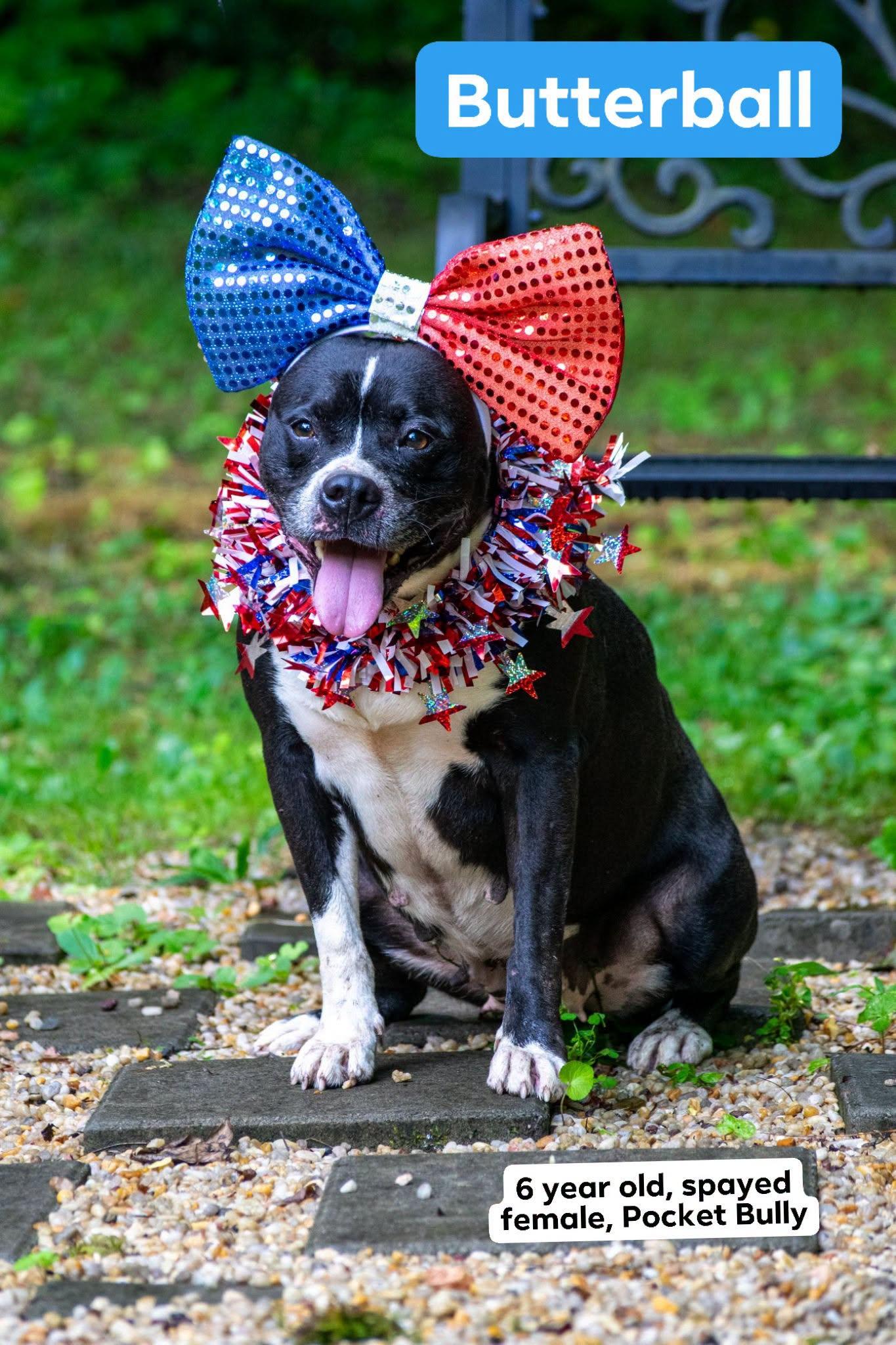 Butterball, ADOPTABLE, Adult Female Pit Bull Terrier & Terrier.