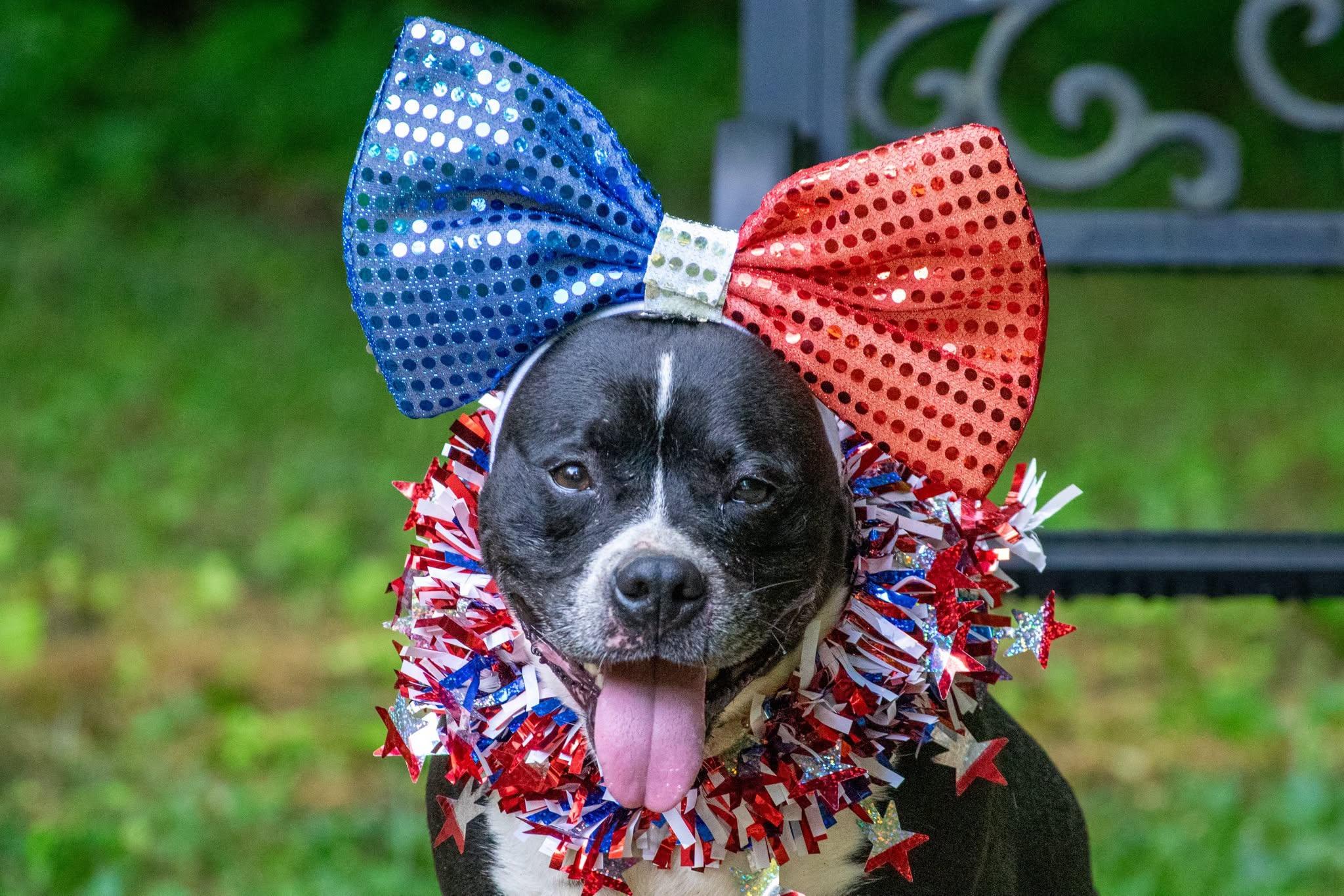 Butterball, a ADOPTABLE mixed breed in Sevierville, TN image 2/4