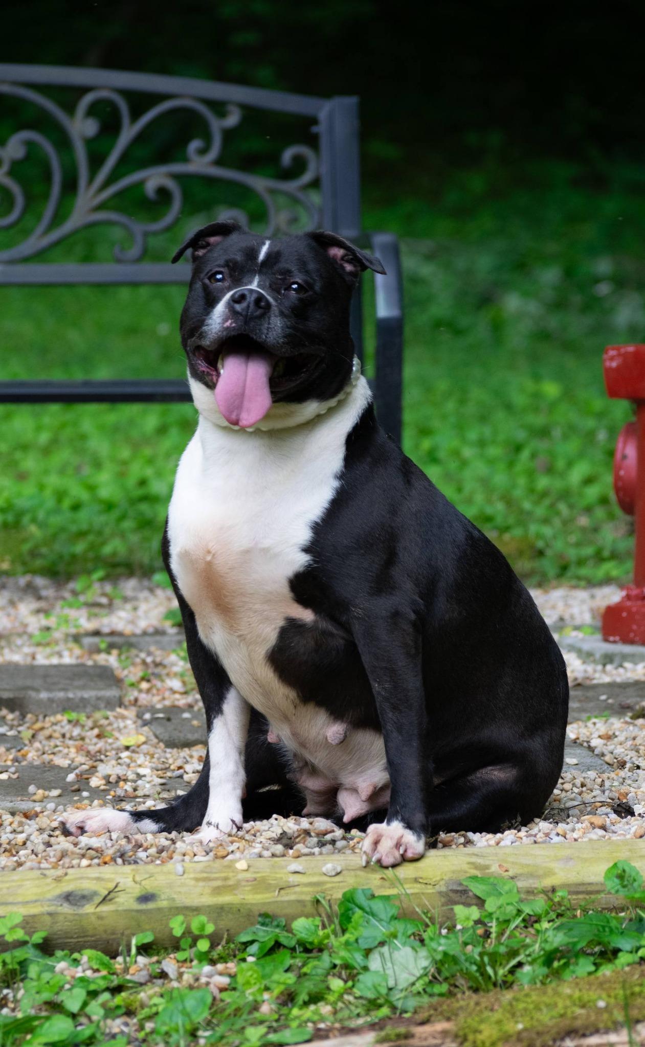 Butterball, a ADOPTABLE mixed breed in Sevierville, TN image 3/4