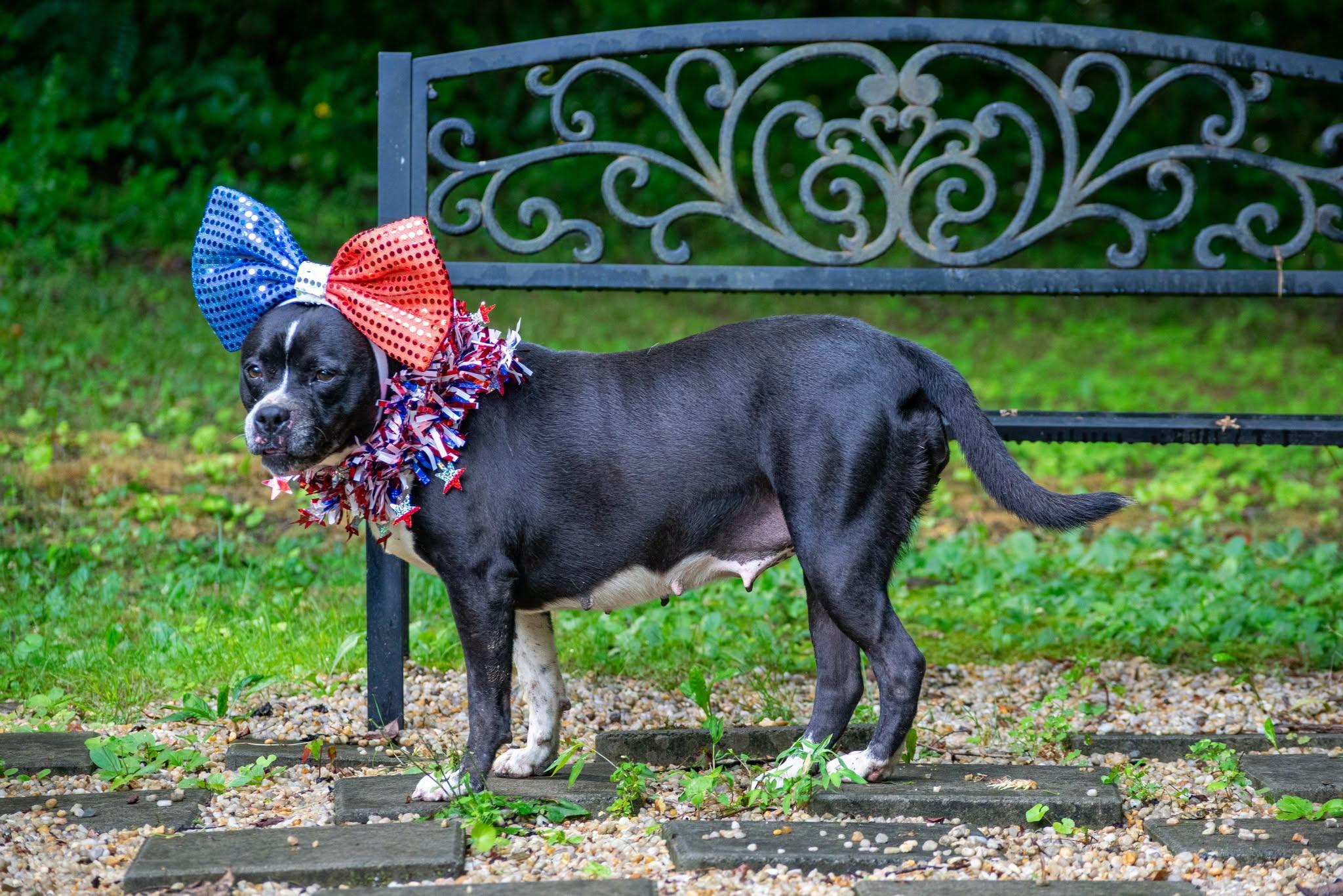 Butterball, a ADOPTABLE mixed breed in Sevierville, TN image 4/4