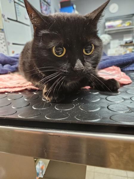 A Girl Named Hank, Adoptable, Adult Female Domestic Short Hair.