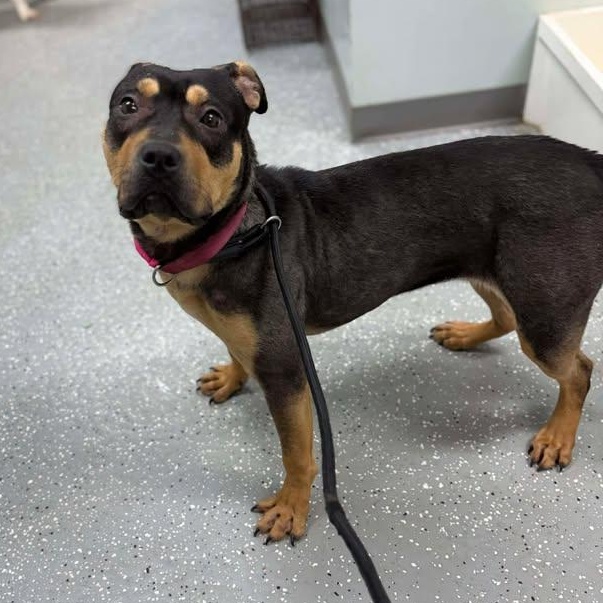 Enlarge Verity, a ADOPTABLE mixed breed in Bardstown, KY image 5/6